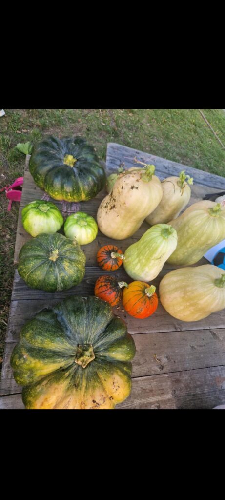 Ernten in unserem Schulgarten